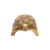 brass tortoise